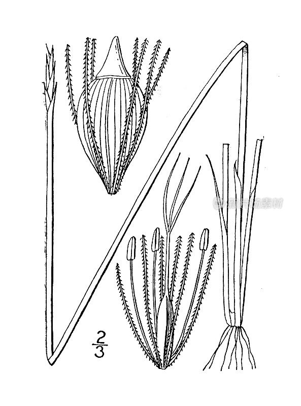 古董植物学植物插图:Eleocharis robinsi，罗宾斯的Spike rush